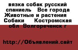 вязка собак русский спаниель - Все города Животные и растения » Собаки   . Костромская обл.,Волгореченск г.